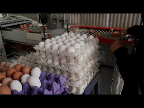Why are egg prices rising?