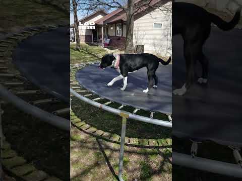 I taught my dog to check for static shocks when getting off the trampoline  🤣👏 (🎥: ViralHog)