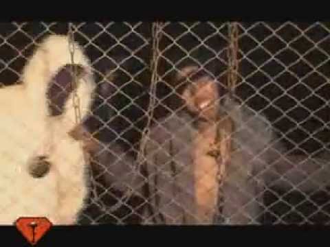 Tangala Mainty - Tehina