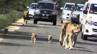 Lions Attack | Buffalo Meters | From Touristsline | The line on the road | junagadh |