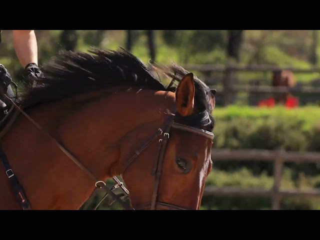 Belle jument de sport par Flipper d'Elle