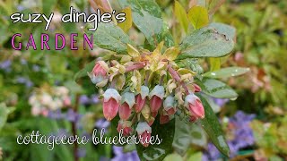 Sunshine Blue Blueberries in a Cottagecore Garden