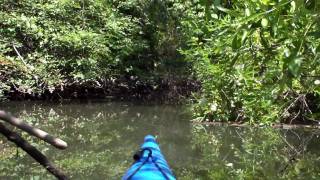 preview picture of video 'Kayaking on the Cosumnes River Preserve 2'