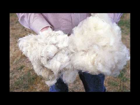ТЫ НЕ ПОВЕРИШЬ!.Но.....НА овечке.....килограмм шерсти!!!