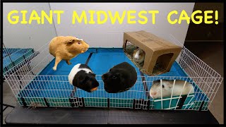 How to build a GIANT Midwest guinea pig cage