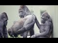 Male Gorilla Embarrassed For Mom To See His Butt The Shabani Family