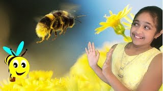 Honeybees and Frenemies Book Review