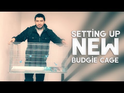 download lagu mp3 mp4 Budgerigar Cage, download lagu Budgerigar Cage gratis, unduh video klip Budgerigar Cage