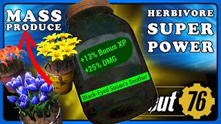 Fallout 76: Black-Eyed Susan's Soothin' Guide &amp; Mass Production Method.