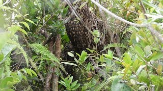 Rafter beekeeping in Cambodia