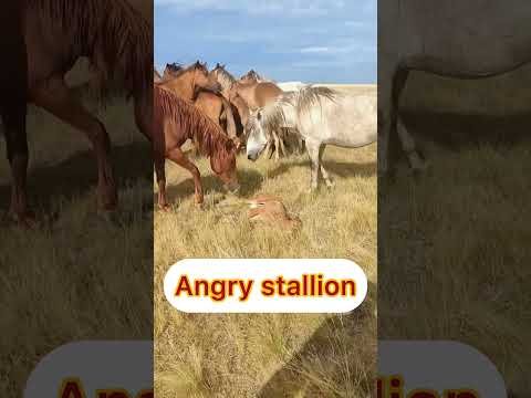 The herder barely managed to save the foal