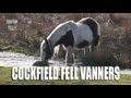 Cockfield Fell Horses - Irish Cob - Vanners - Co ...