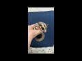 フクロモモンガのYouTubeサムネイル画像