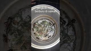 Download lagu ●BERBURU JANGKRIK SAWAH● mp3 Download lagu ●BERBURU JANGKRIK SAWAH● mp3