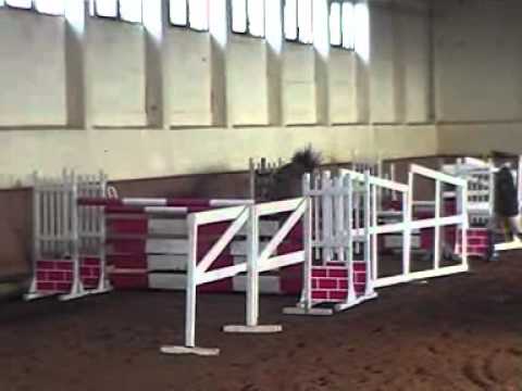 Reitponyhengst Champ de Luxe