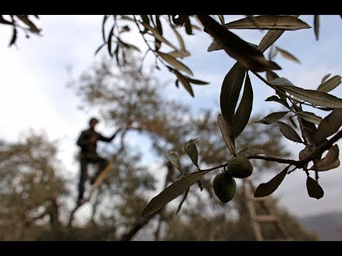 download lagu mp3 mp4 Palestinian Cookbook, download lagu Palestinian Cookbook gratis, unduh video klip Palestinian Cookbook