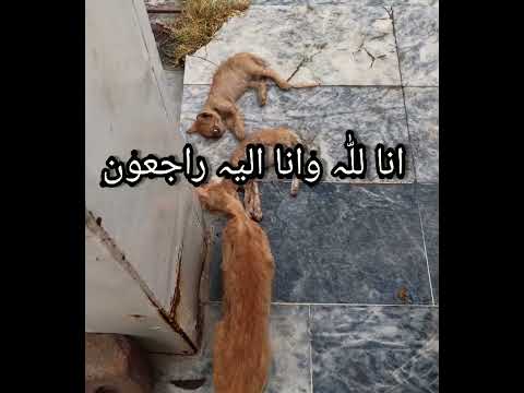 Heart Touching Death Of stray Kittens😢😭 #shorts