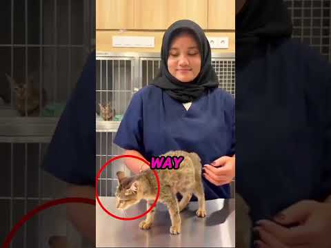 Most People Pick Up Cats The Wrong Way 😳🐱