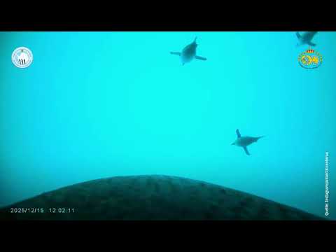 Kamera auf Pinguin-Rücken filmt erstaunliche Bilder | ntv