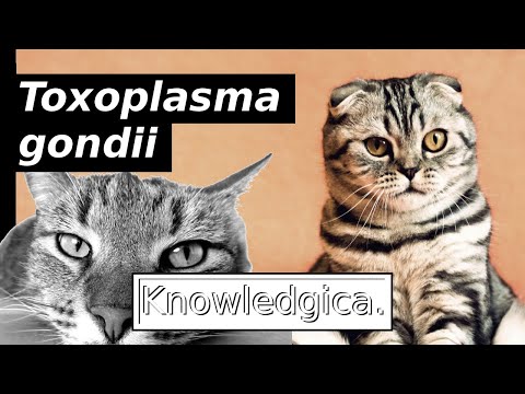 Toxoplasma gondii: The Brain Parasite of Cats Which Can Change Human Personality