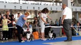 Brno Intercanis 2013 Welsh Corgi Cardigan