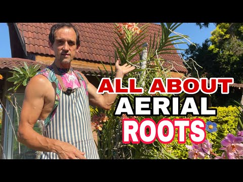 Orchid Aerial Roots Debate: Should You Pot, Trim, or Leave Them?