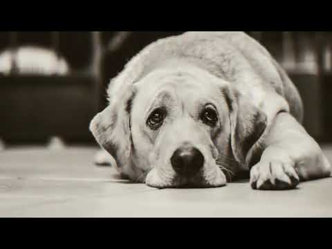 A DANI  ( Limelight ) - Yesterday (minus) italo disco 2021