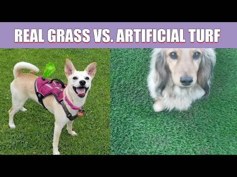 Real Grass vs  Artificial Turf