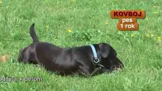 preview picture of video 'KOVBOJ - úžasný psík hľadá nový domov - Útulok Senica'