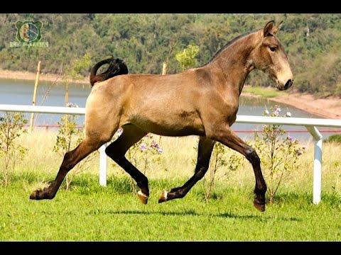 Cavalo Lusitano - Jubarte IGS - Coudelaria Lusobrasileira