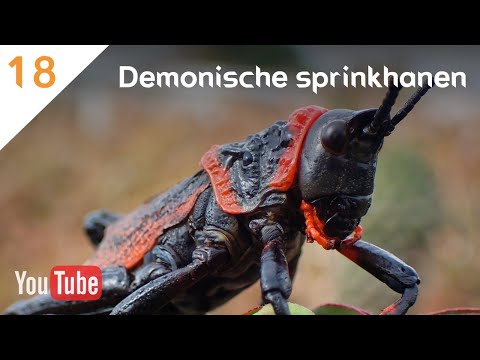 BEHOLD, I AM COMING SOON (18) - Revelation 9:1-11 - Demonic Locusts