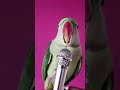 La La La La Parrot Singing Shorts