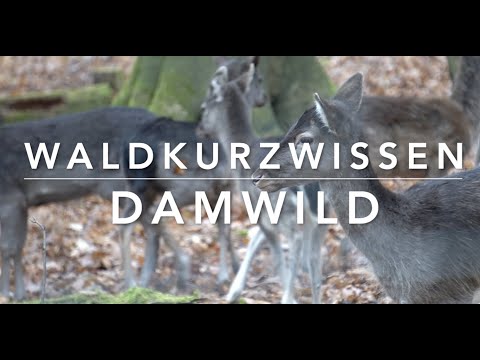 Fallow deer - Forest short facts (Yes, 20 minutes is short! Grrr)