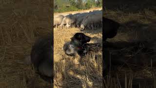 Best Guard Dog Breed 🐕  #kangal #dog #dogs