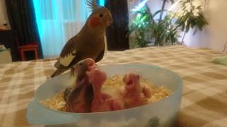 НАСКОЛЬКО СЛОЖНО РАЗВЕДЕНИЕ ПОПУГАЕВ корелл в домашних условиях