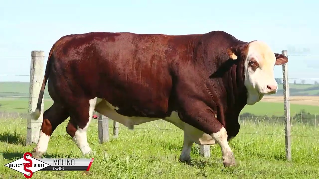 Vídeo SERENO 38-TE17138 MOLINO