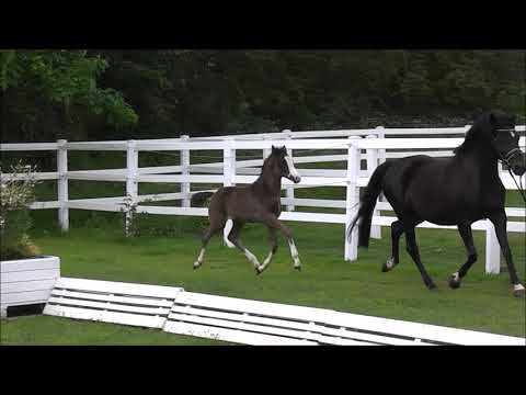 PAV GENIAL v. PHW's Grandios - Niveau