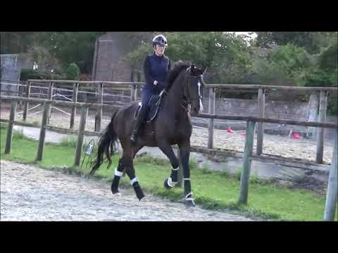 [VENDU] Djebel - Don Juan de Hus x Furst Heinrich