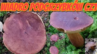 A bucket of bay boletes part 1