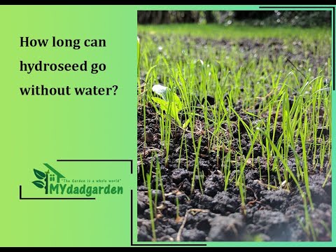 1st YouTube video about how long can hydroseed go without water