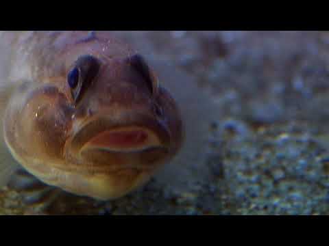 Cnidarians - Anemone Catches Goby