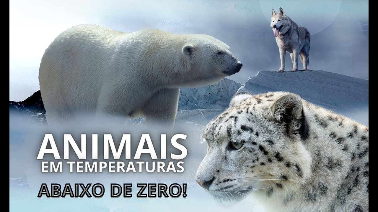 Animais que Vivem em Temperaturas Extremamente Frias
