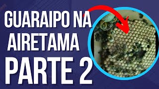 PARTE 2 - DIVISÃO DE ABELHA GUARAIPO NA CAIXA AIRETAMA MELIPONÁRIO URBANO MELIPONA BICOLOR BICOLOR