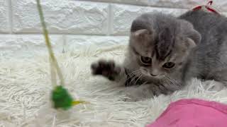 スコティッシュフォールドの動画01