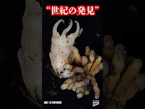 燭台モウズイカ 植物