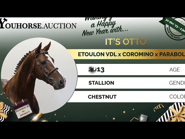 It's Otto x Haarlem 4yo