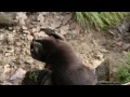 Silly Otter (jedovata zmija) - Známka: 1, váha: velká