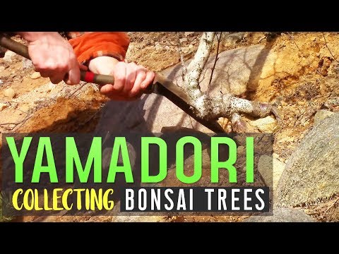 YAMADORI - Collecting Bonsai Trees