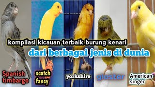 Download lagu PERBEDAAN SUARA KENARI JENIS YORKSHIRE,SCOTCH FANCY, SPANISH TIMBARGO,GLOSTER,AMERICAN SINGER,RUSIAN mp3