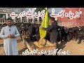 Intelligent Buffalo Calf Raising Technology By Dr Burhan Azam Rana Sb Ll Calf Starter Wanda Buffalo